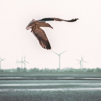 The new alliance of birds and wind turbines